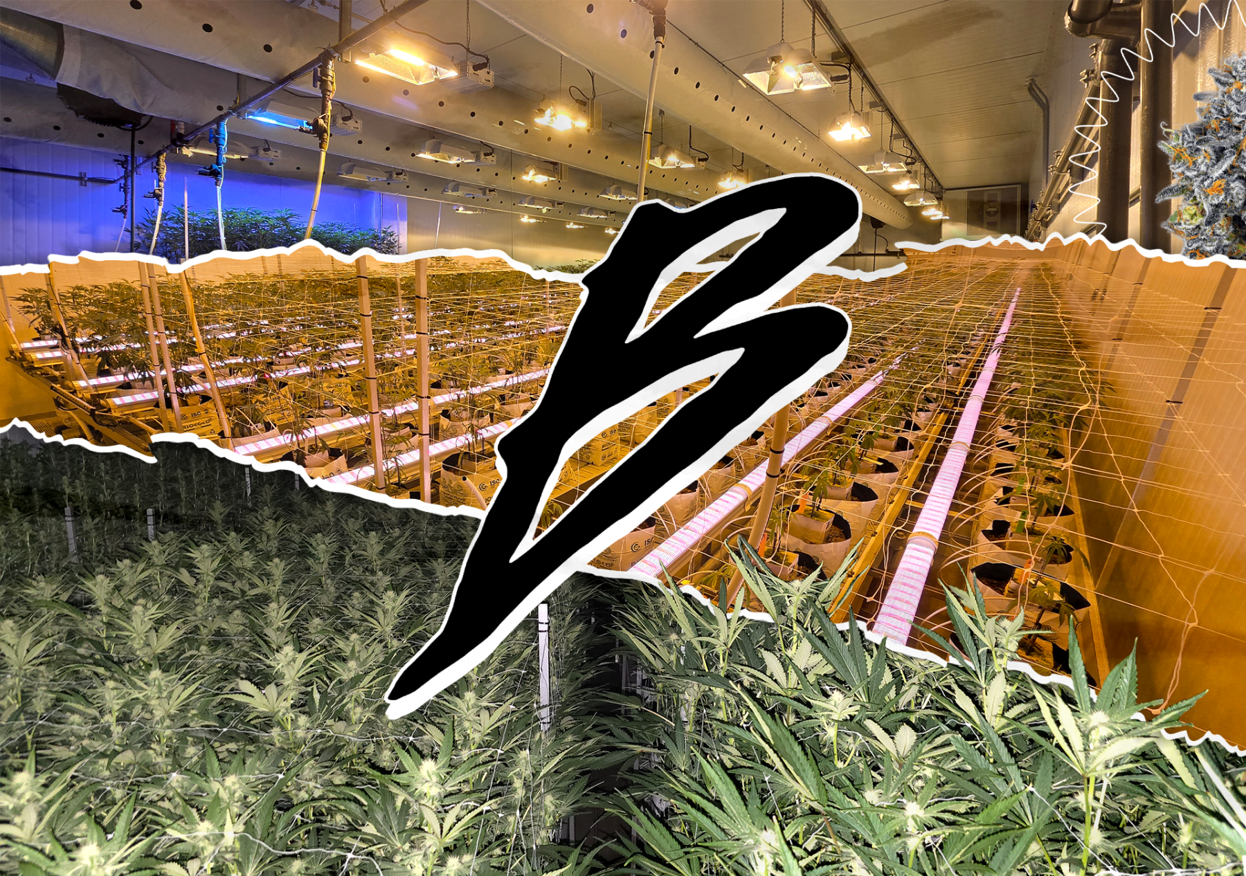 Brand Spotlight: Bosky