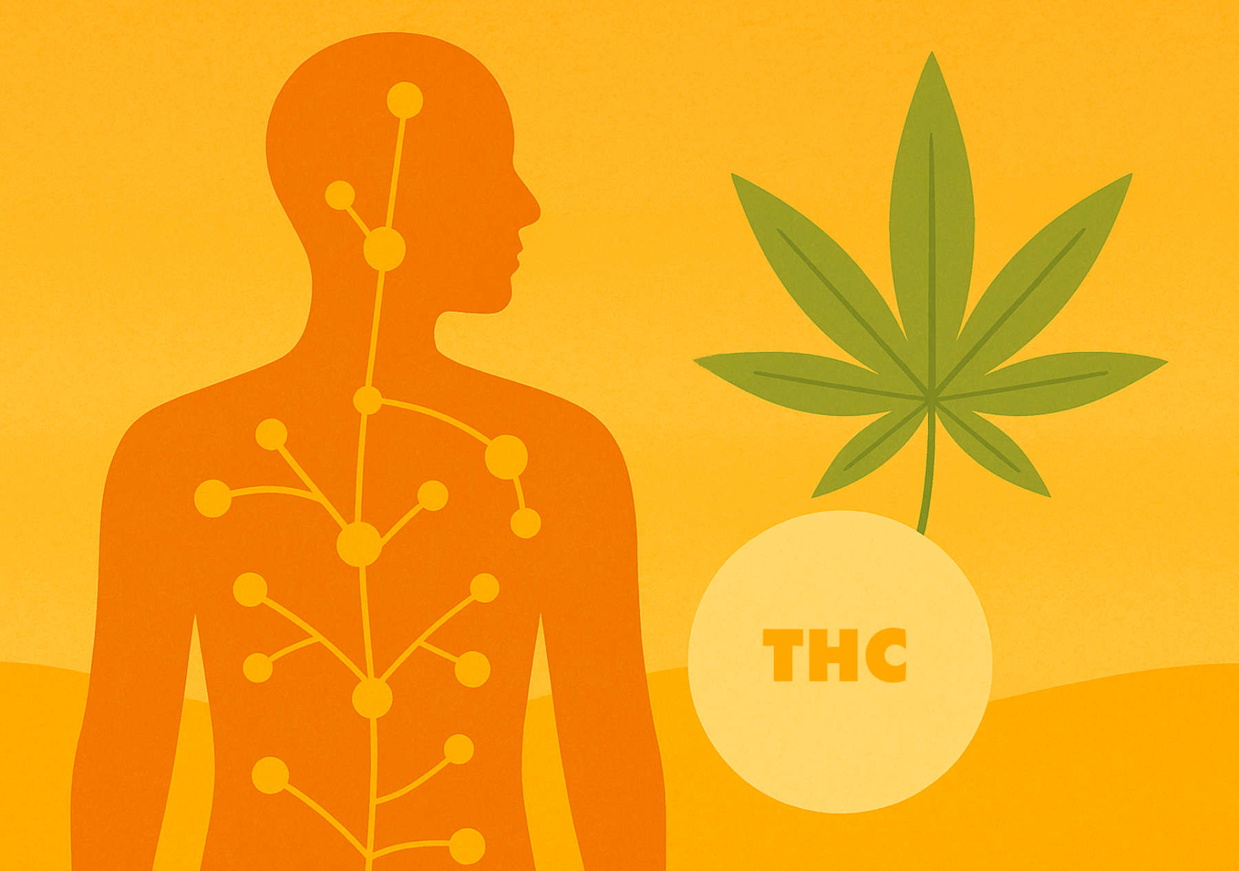 Understanding the Endocannabinoid System: How Cannabis Works in Your Body Image
